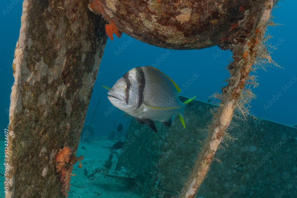 Fish swim at the Tubbataha Reefs Philippines
