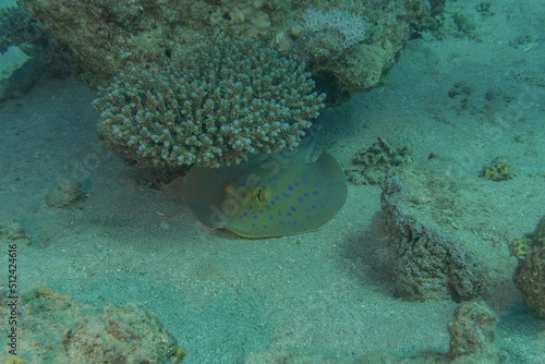 Blue-spotted stingray On the seabed in the Red Sea
