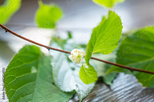 マタタビの白い花