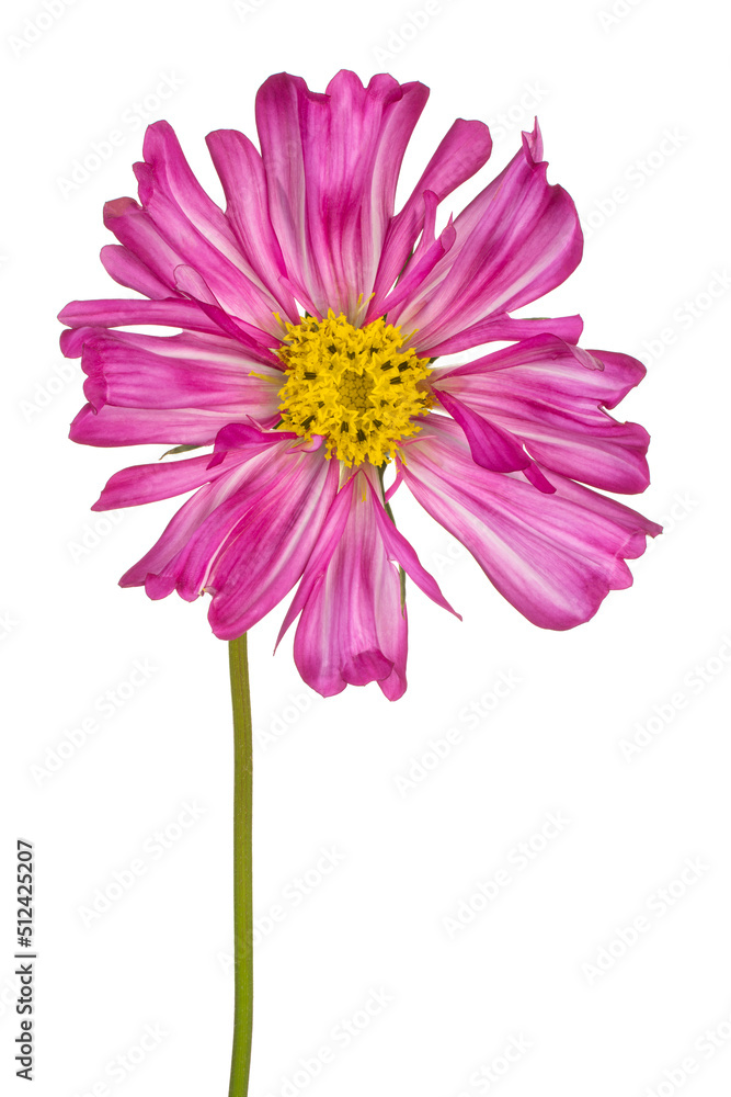 cosmos flower isolated