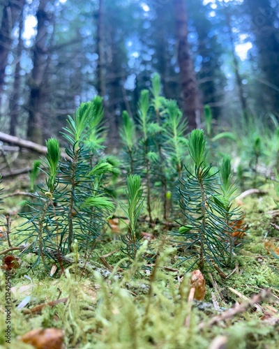 Sitka spruce saplings 