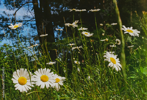 field of daisies by the lake