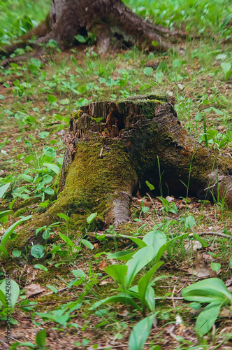  the mossy stump of a tree in the forest