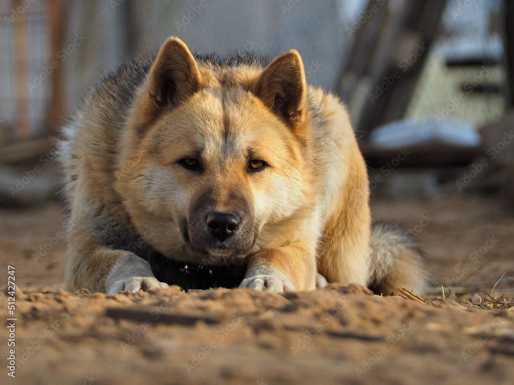 Pet portraits. Close-up portrait of a pensive husky with beautiful eyes. Leningrad region, Russia.