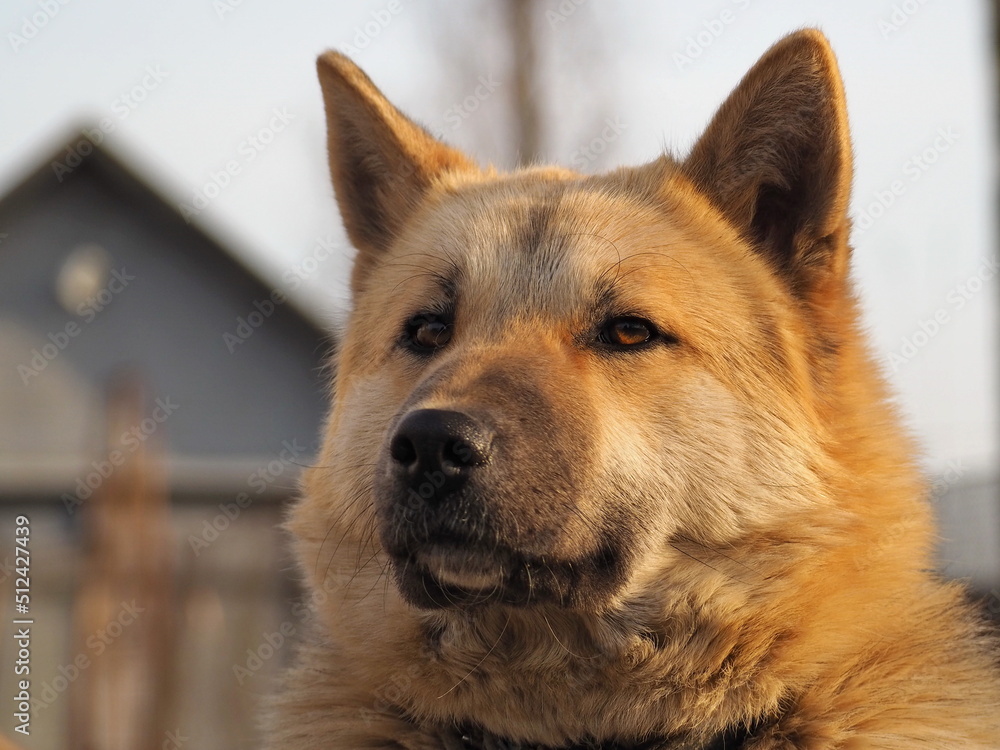 Fototapeta premium Pet portraits. Close-up portrait of a pensive husky with beautiful eyes. Leningrad region, Russia.