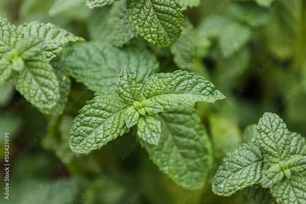 peppermint plant, mint