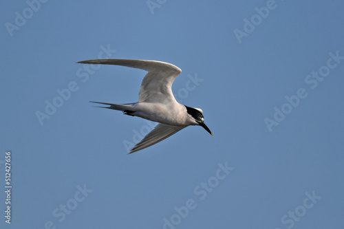 Sandwich tern // Brandseeschwalbe (Thalasseus sandvicensis) © bennytrapp