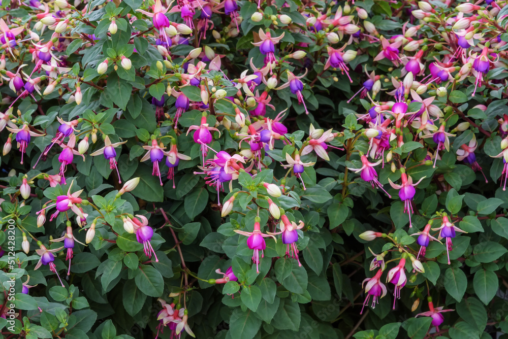 Fuchsia, flowering plants that consists of shrubs or small trees with very decorative flowers