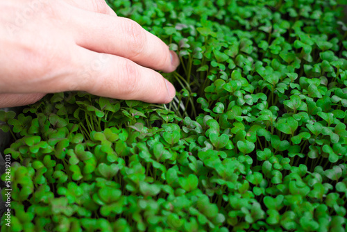 Woman hand collecting fresh micro greens of mitsuna sprouts. Concept of healthy food, indoor gardening, balcony garden. 