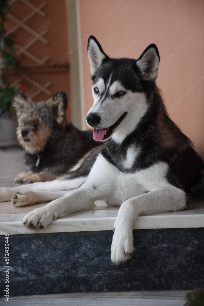 Portrait of beautiful young female Siberian Husky dog