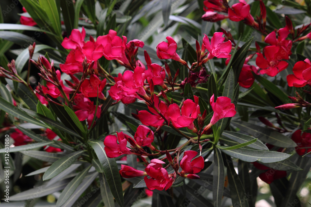 Schone Oleander Rote Blatter Ebenbild