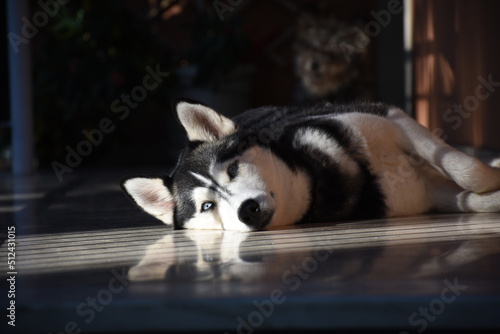 Portrait of beautiful young female Siberian Husky dog