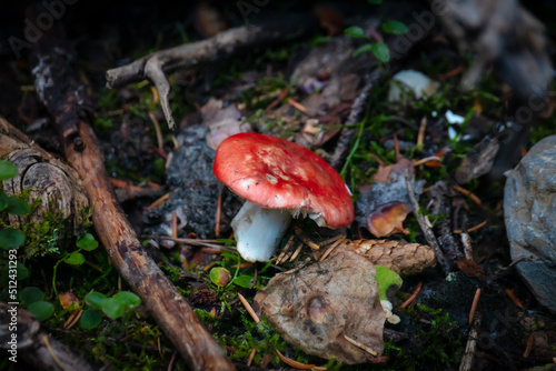 A large red capped mushroom rests amongst the vegetation on the forrest floor 