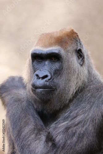 gorilla close up