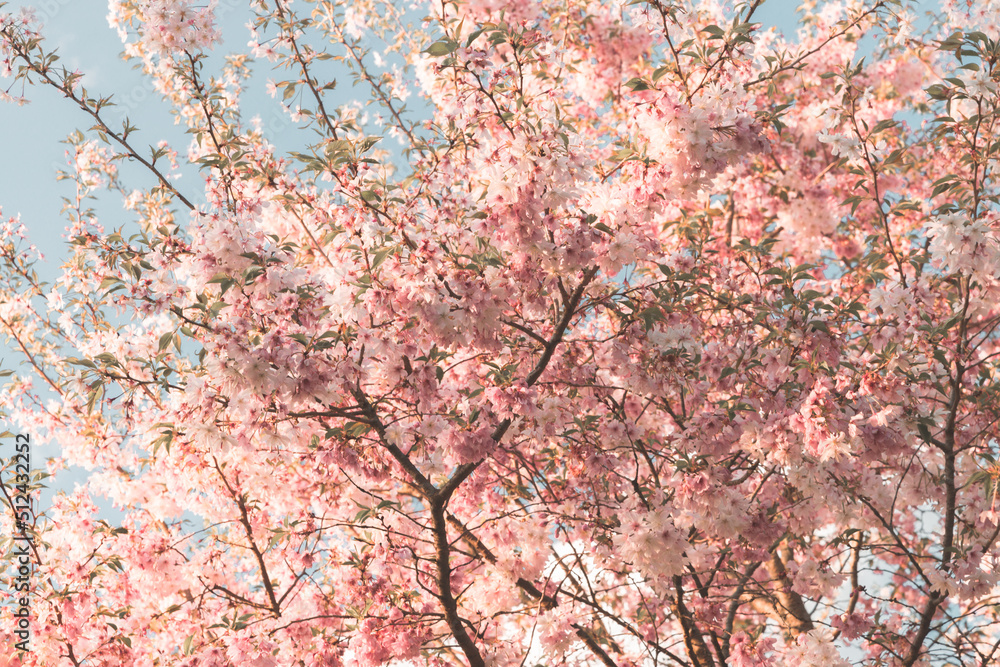 Fototapeta premium Cherry tree crown with blooming delicate pink flowers