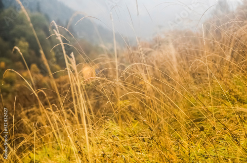Dry grass with water drops sparkling in the misty air after autumn rain in Caucasus mointains