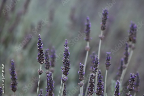 lavender in region