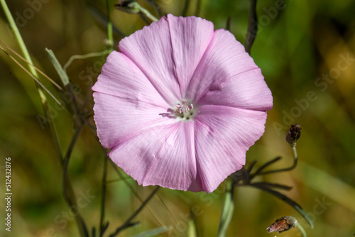 Convolvulus althaeoides is a species of morning glory known by the common names mallow bindweed and mallow-leaved bindweed. Ipomoea sagittata, saltmar photo