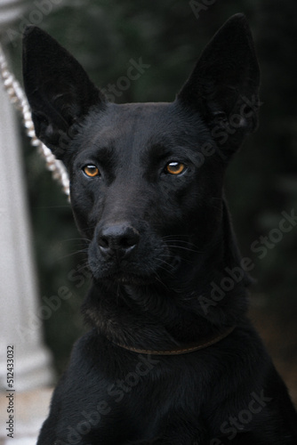 black dog portrait © Freddie