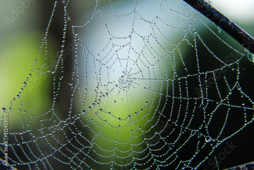 Cuadro en lienzo spider web with dew drops