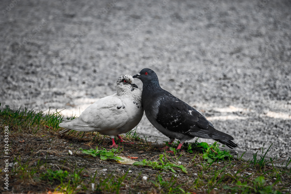 pigeon on the ground pigeon on the ground