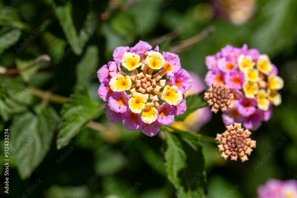 Colorful hedge flower in shallow depth of field and has a soft backdrop in the natural sunlight of summer and original colors. Colorful hedge flower in shallow depth of field and has a soft backdrop in the natural sunlight of summer and original colors.