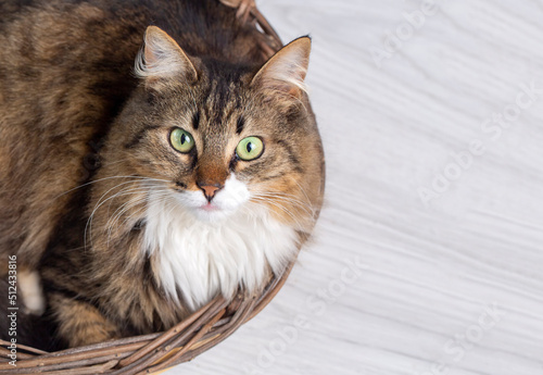 Pet animal; Longhaired tabb...