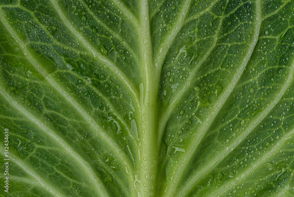 Cabbage green leaves with water drops. Green leaf with dew drops. Green background Cabbage green leaves with water drops. Green leaf with dew drops. Green background