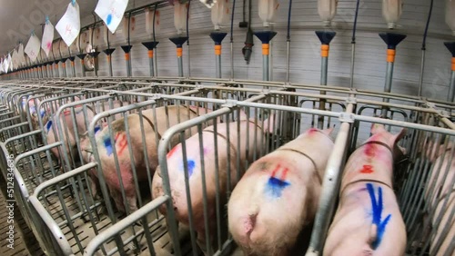 A pig farm with a large number of pigs. Modern agricultural pig farm