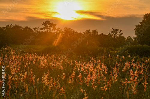 sunset in the field © Wichet