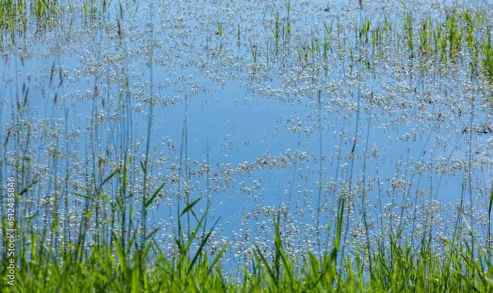 Small white flowers of Ottelia or duck lettuce blooming in the water of a wetland in June. Small white flowers of Ottelia or duck lettuce blooming in the water of a wetland in June.