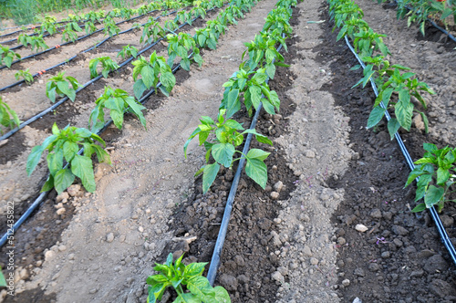 Growing vegetables using drip irrigation photo