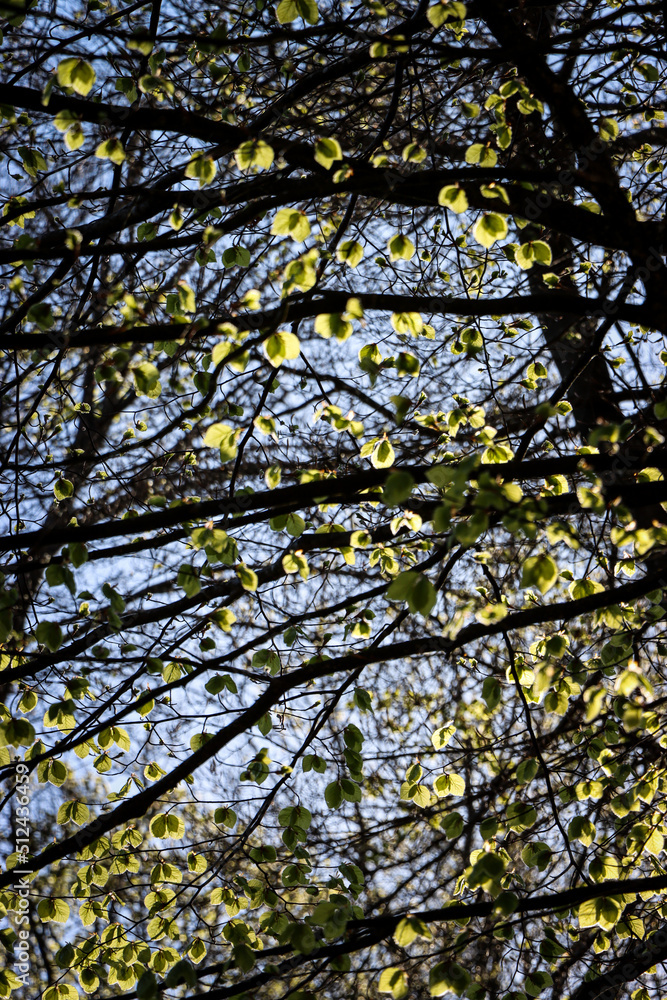leaves leaves