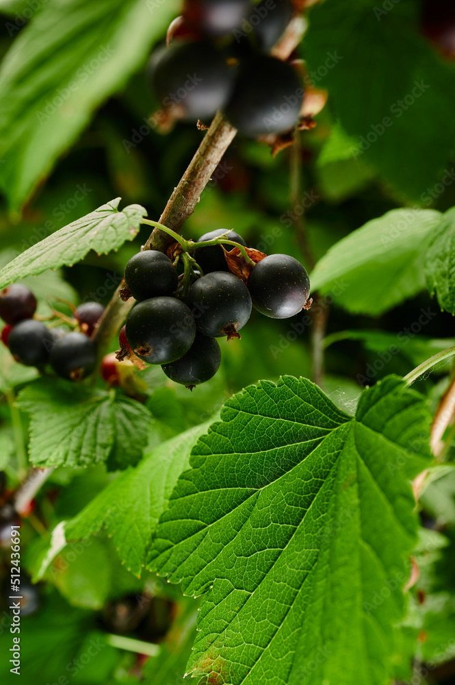 Ripe berry currant on a branch of a bush Ripe berry currant on a branch of a bush
