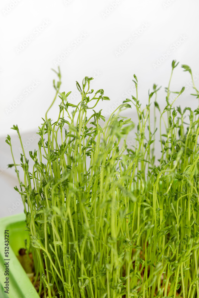 Germination tray with green sprouts from lentil seeds. Germination tray with green sprouts from lentil seeds.