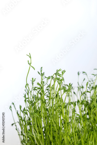 Germination tray with green sprouts from lentil seeds.