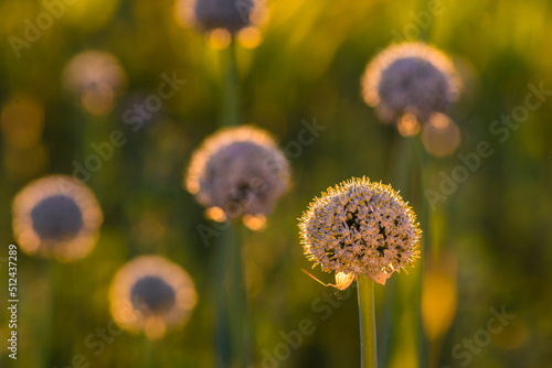 Onion seeds and seed head  allium seed saving in the vegetable garden. Green onion blooming in the garden  Welsh  morning light at sunrise  Inflorescence