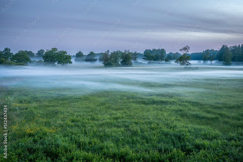 Fototapeta premium foggy wooded meadow in Soomaa national park in Estonia, midsummer night in northern Europe