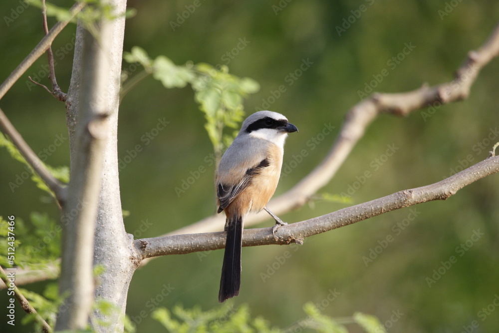Beautiful bird long tailed shrike sitting on tree branch looking for food. Background for seasonal greetings or wall mounting. Beautiful bird long tailed shrike sitting on tree branch looking for food. Background for seasonal greetings or wall mounting.