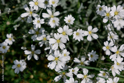 Close-up of white flowers of Cerastius tomentum.