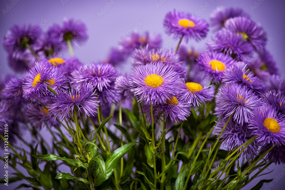 Obraz premium Purple wild flowers. Still life