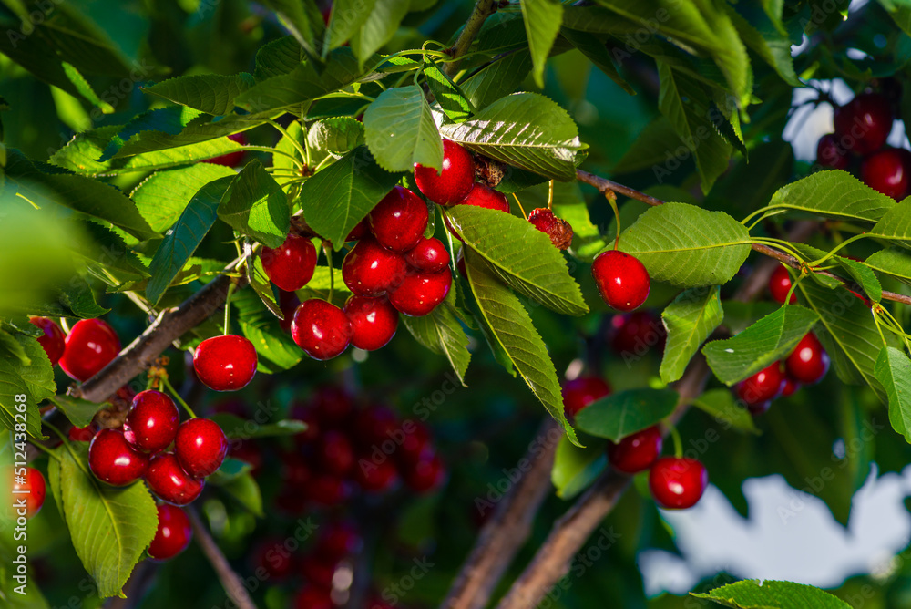 Cherries hanging on a cherry tree branch., Sour cherries in a garden, Fresh and healthy, Close-Up, in the sunshine Cherries hanging on a cherry tree branch., Sour cherries in a garden, Fresh and healthy, Close-Up, in the sunshine