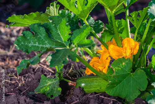 Zucchini flower blooming in the garden. Attracts pollinators, such as bees, during early summer morning. Yellow with green background. on a wooden table.