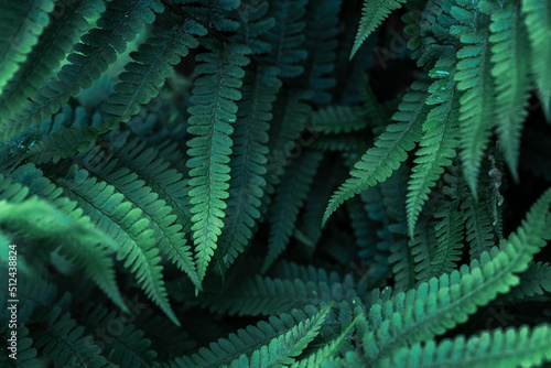 Perfect natural young fern leaves pattern background. Dark and moody feel. Top view. Copy space.