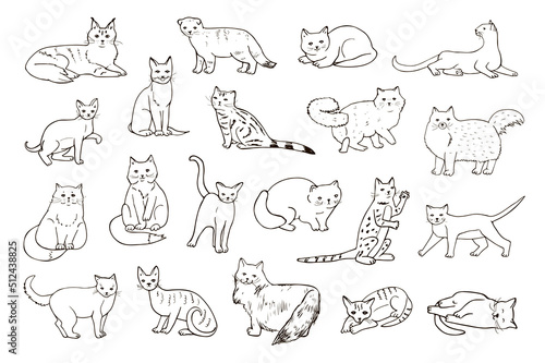 Fototapeta Naklejka Na Ścianę i Meble -  Cats breeds vector line illustrations set