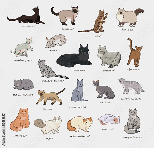 Cats breeds vector illustrations set