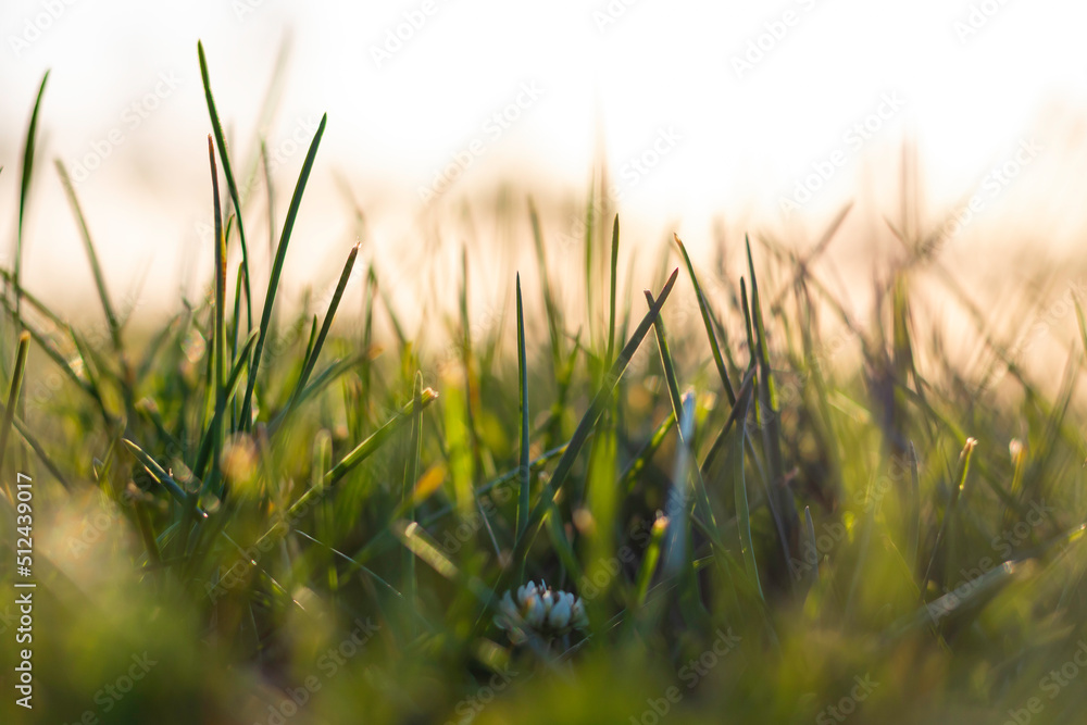 Close up view of grasses from ground level. Selective focus. Nature background