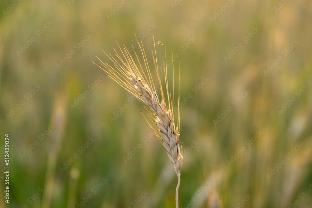 Fototapeta premium Wheat field during sunnrise or sunset. Slovakia 