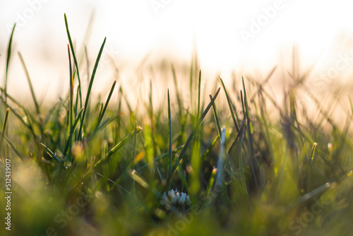 Close up view of grasses from ground level. Selective focus. Nature background