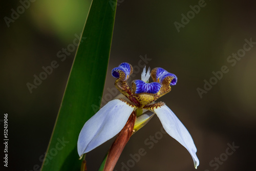 Soft focus on White flower of Walking Iris (Neomarica Candida). photo